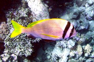 Pagro bifasciato (Acanthopagrus bifasciatus)