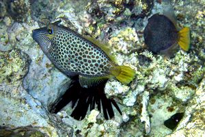 Pesce lima (Cantherhines pardalis)