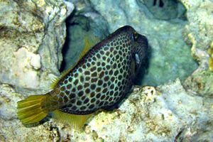 Pesce lima (Cantherhines pardalis)