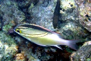 Nemipteride bilineato (Scolopsis bilineata)