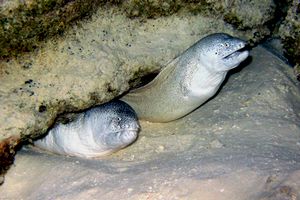 Murena dipinta (Siderea picta)