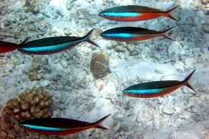 Fuciliere bande blu (Pterocaesio n.d.)