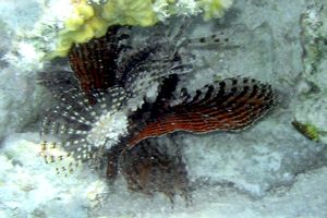 Pesce cobra zebrato (Dendrochirus zebra)