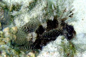Pesce cobra zebrato (Dendrochirus zebra)