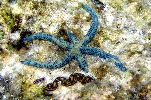 Stella Marina (Linckia laevigata)