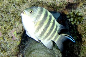 Sergente lineato (Abudefduf septemfasciatus)