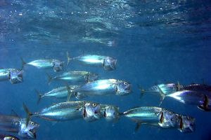 Sgombro indiano (Rastrelliger kanagurta)