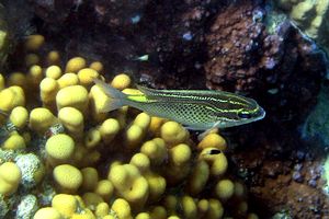 Nemipteride arabo (Scolopsis ghanam)