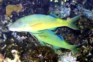 Triglia tropicale (Parupeneus cyclostomus)