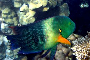 Tordo dalla coda sfrangiata (Cheilinus lunulatus)