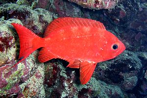 Pesce occhio grosso (Priacanthus hamrur)