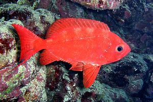 Pesce occhio grosso (Priacanthus hamrur)