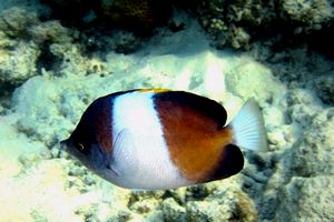 Pesce farfalla piramide nero (Hemitaurichthys zoster)