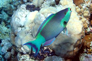 Pappagallo dalle briglie (Scarus frenatus)