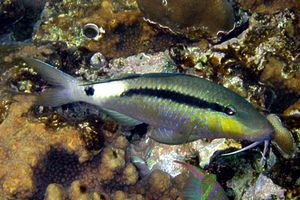 Triglia di Forsskal (Parupeneus forsskali)