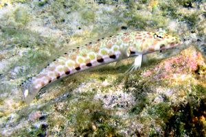 Perchia millepuntata (Parapercis millipunctata)