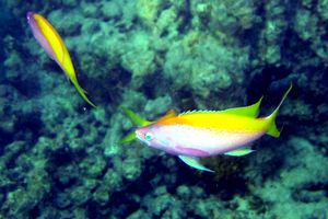 Castagnola coda gialla (Pseudanthias evansi)