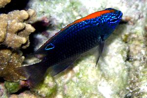Damigella indiana (Pomacentrus indicus)