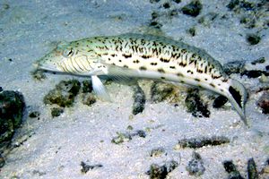 Parapercide ocellato (Parapercis hexophthalma)