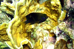 Damigella unimaculata (Chrysiptera unimaculata)