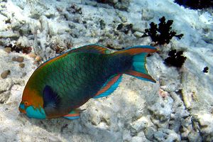 Pappagallo di Singapore (Scarus prasiognathos)