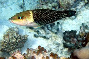 Labride (Hemigymnus melapterus)