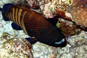 Cernia tropicale (Cephalopholis argus)