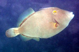 Pesce lima occhio giallo (Cantherhines dumerilii)