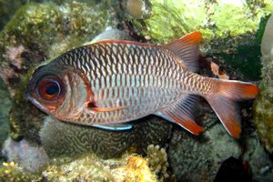 Pesce soldato viola (Myripristis violacea)