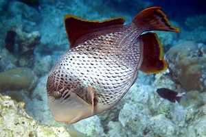 Balestra pinna gialla (Pseudobalistes flavimarginatus)