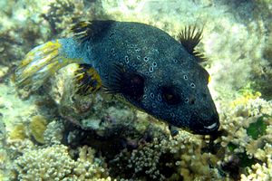 Pesce palla macchiato (Arothron nigropunctatus)