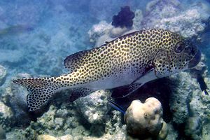 Gaterino arlecchino (Plectorhinchus chaetodonoides)