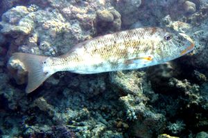 Imperatore labbro giallo (Lethrinus xanthochilus)