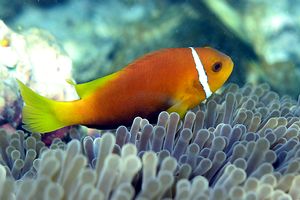 Pesce pagliaccio (Amphiprion nigripes)