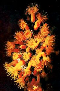 Madrepora arancione (Astroides calycularis)