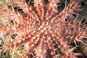 Stella corona di spine (Acanthaster planci)