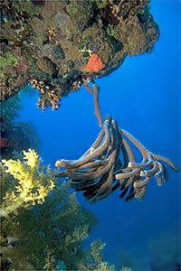 Spugna tropicale (Callyspongia siphonella)