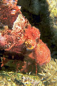 Pesce scorpione tassellato (Scorpaenopsis oxycephalus)