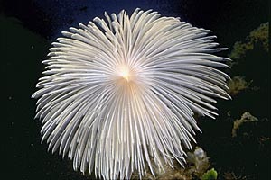 Spirografo (Sabella spallanzanii)