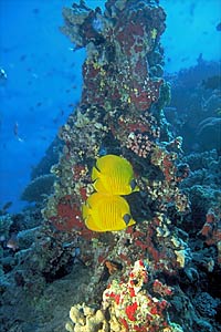 Pesce farfalla semimascherato (Chaetodon semilarvatus)