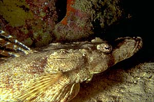 Pesce coccodrillo (Papilloculiceps longiceps)