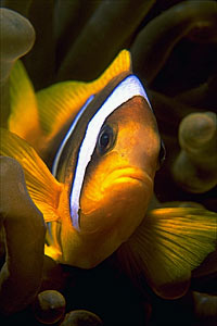 Pesce pagliaccio (Amphiprion bicinctus)