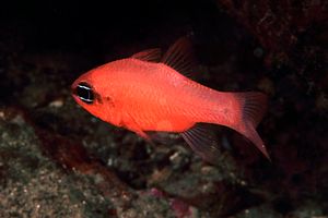 Re di triglie (Apogon imberbis)