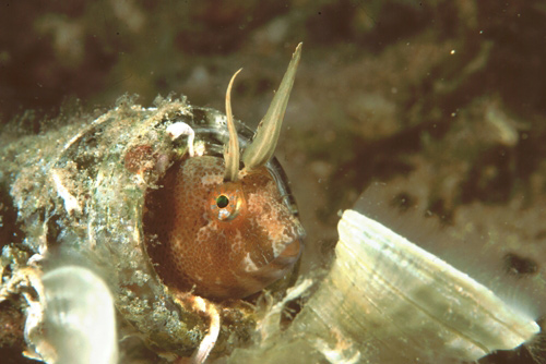 Bavosa cornuta (Parablennius tentacularis)