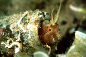 Bavosa cornuta (Parablennius tentacularis)