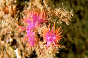 Flabellina rossa (Flabellina ischitana)