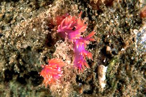 Flabellina rossa (Flabellina ischitana)
