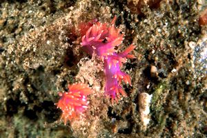 Flabellina rossa (Flabellina ischitana)