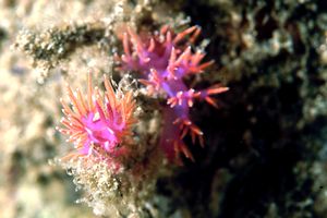 Flabellina rossa (Flabellina ischitana)