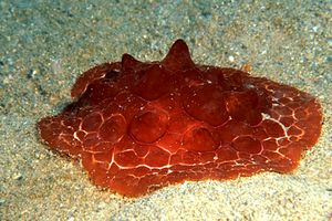 Lumacone tartaruga (Pleurobranchus testudinarius)